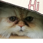 Furball Fanclub