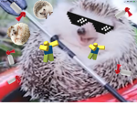 Hedgehog and llamas