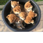 Keeping up with the Woofdashians