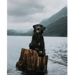 Dogs are cool and epic