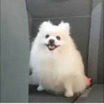 The Doggo Gabe