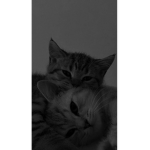 Mitzi’s