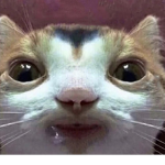 SAY GEX