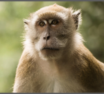 The monkey group very cool:)