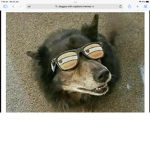 Doggos rule and u do too