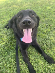 super awesome doggy
