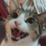 Butter Cat Cult