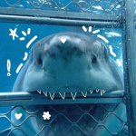 sharkiesss!!!