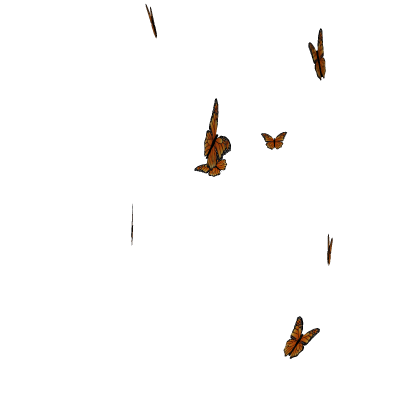 Monarch Butterflies