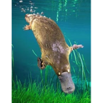 Platypus Army Foever