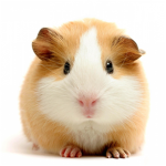 guinea pig fans