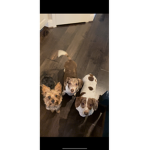 mY dOggOs
