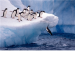 The penguins club