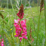 sainfoin