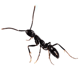 Black Crazy Ant Nest