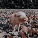 ᴍɪᴀ'ꜱ ꜱᴛᴏʀᴇ