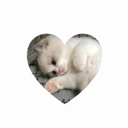 ♡ icon