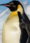 Legendary Penguins