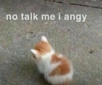 Little kitten #####