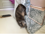 Gracelovescats
