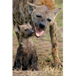 Hyenas United car2