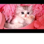meow meow!!