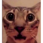 furry help