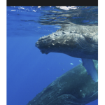 i love whales who go oof