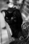 Cat.s