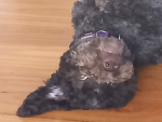 2Dogs22a