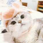 Cwutenini