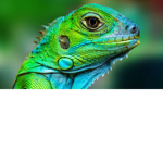 Lizard_Gang-