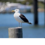 ~seagull army~
