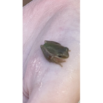 The blind Frogs