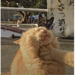 cats are superior lol