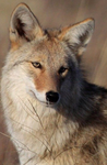 the coyot