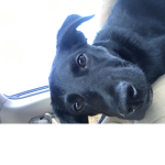 love, live, dogs