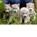 doge order of dogs