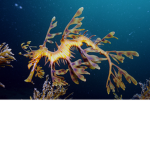 Sea & Friends!