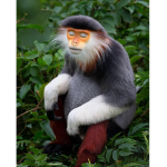 Monkey Scott