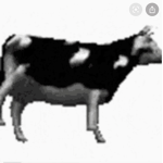 Cool cow meme group