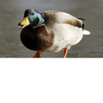 HEY WHO U LOOKIN AT