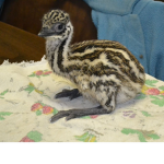 Jimmy the emu