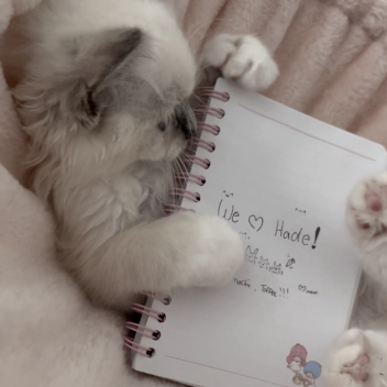 =^•ﻌ•^ฅ♡