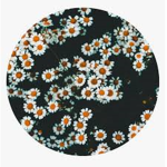 Ｂｌｏｏｍｉｎｇ Ｄａｉｓｅｓ