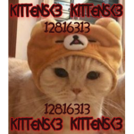 kitten's<3