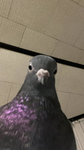 FOREVER PIGEONS