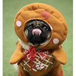 The super pug