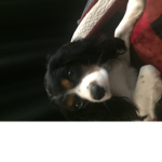 Bailey my dog group
