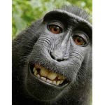 THE MONKEY TRIBE!!!